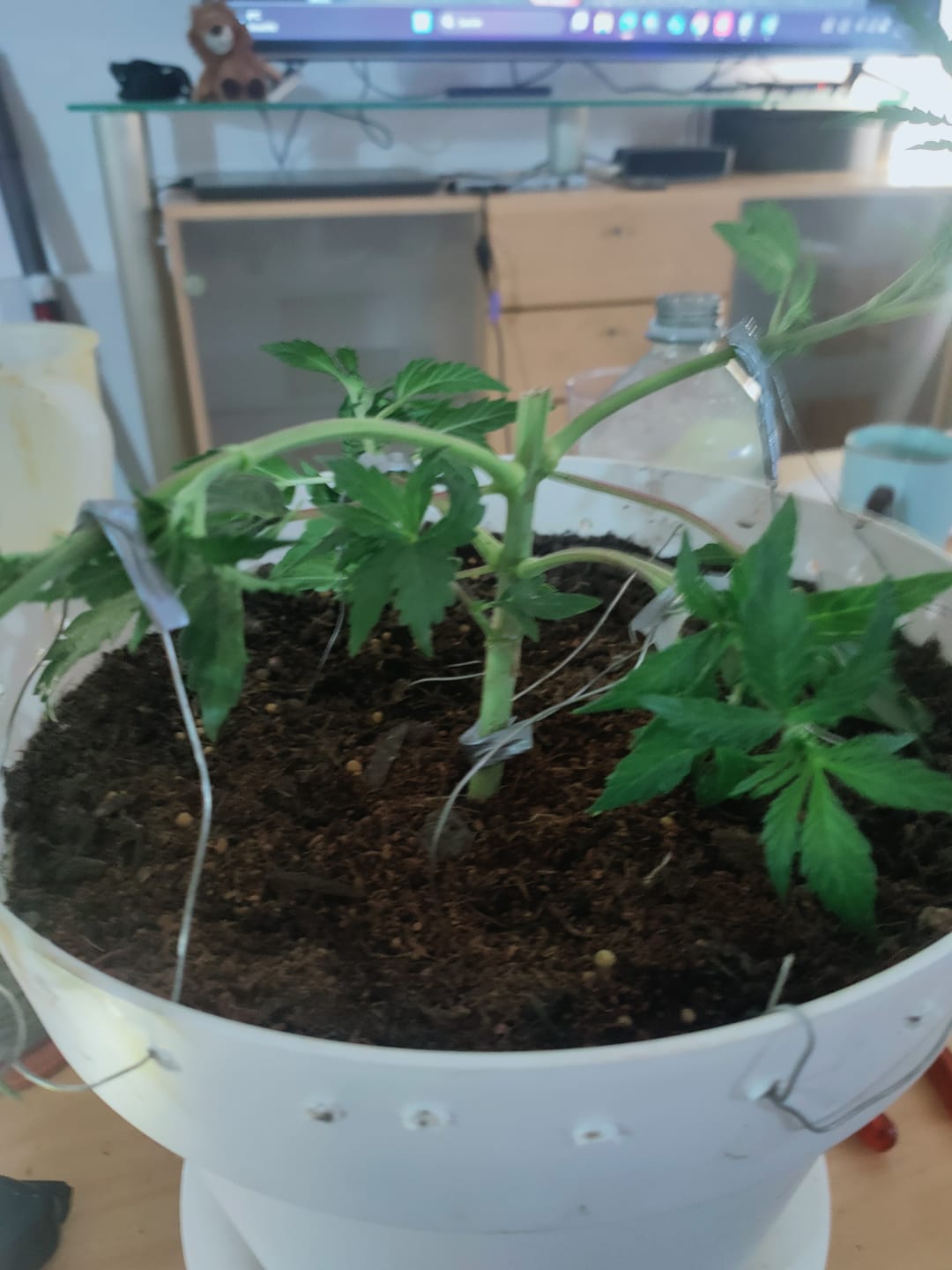 Customer photo review of Bio Hanferde 20L