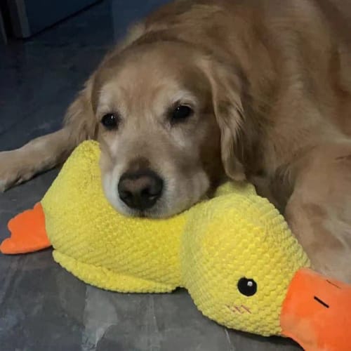 Customer photo review of Pfotenwiese - Anti Stress Ente