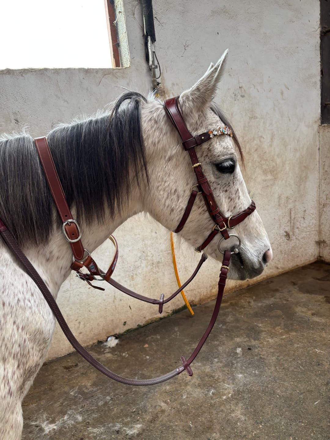 Customer photo review of Ania browband