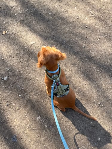 undefined review of Pawsome Pup Collar and Lead Set - Teal image 1 out of 2