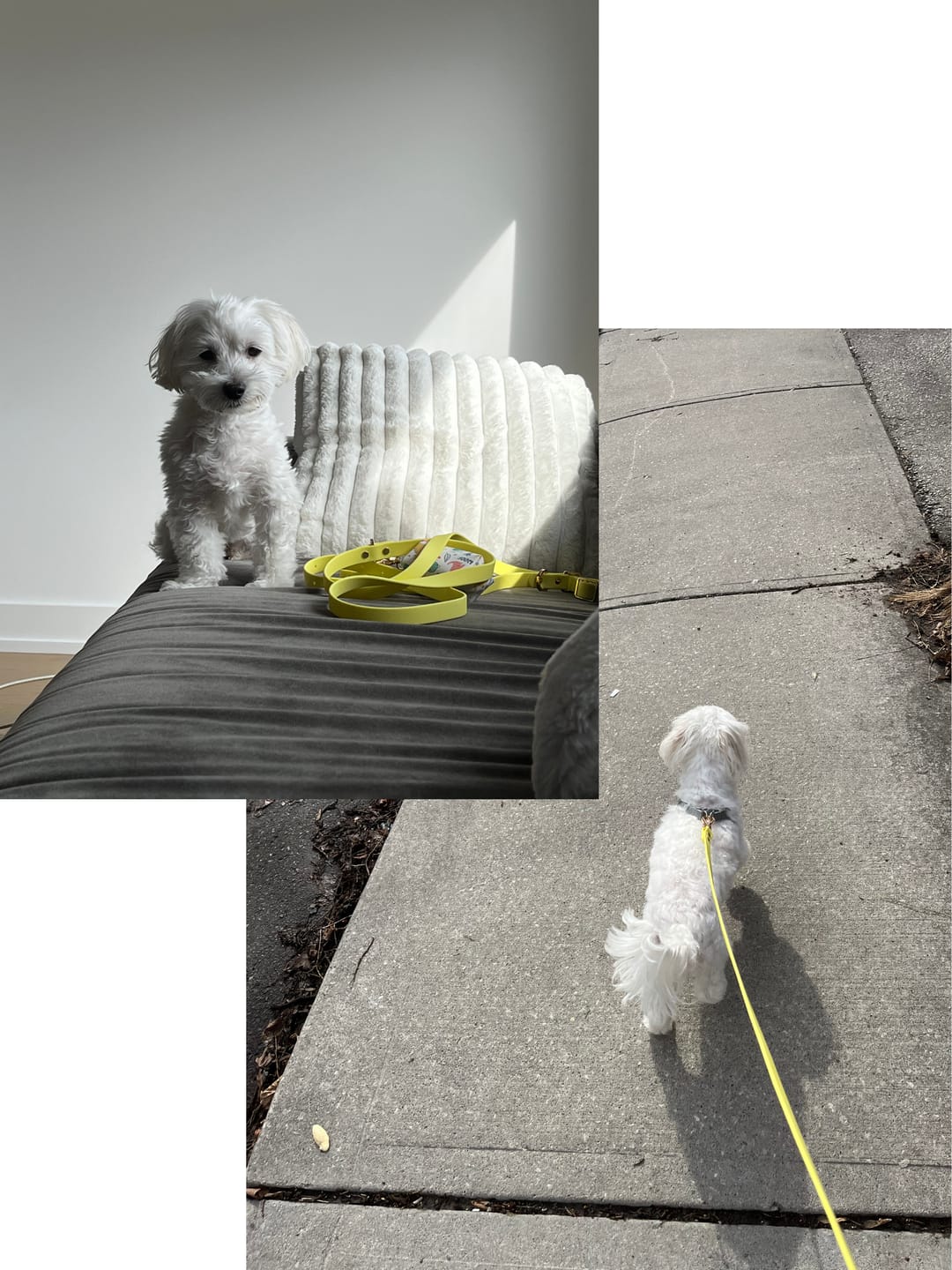 Customer photo review of Moodies 4-in-1 Leash