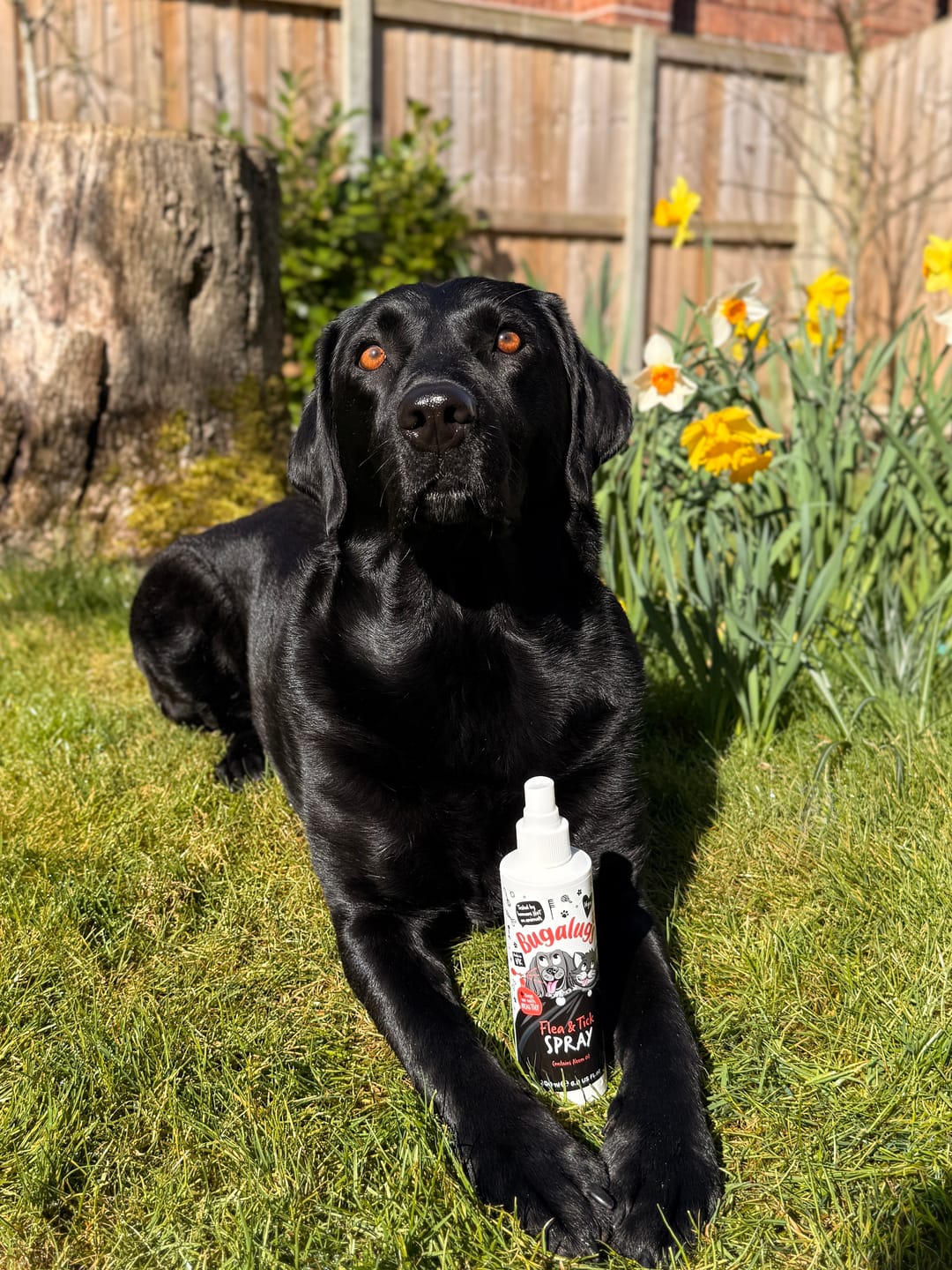 Customer photo review of Flea & Tick Spray with Neem Oil for Dogs & Cats