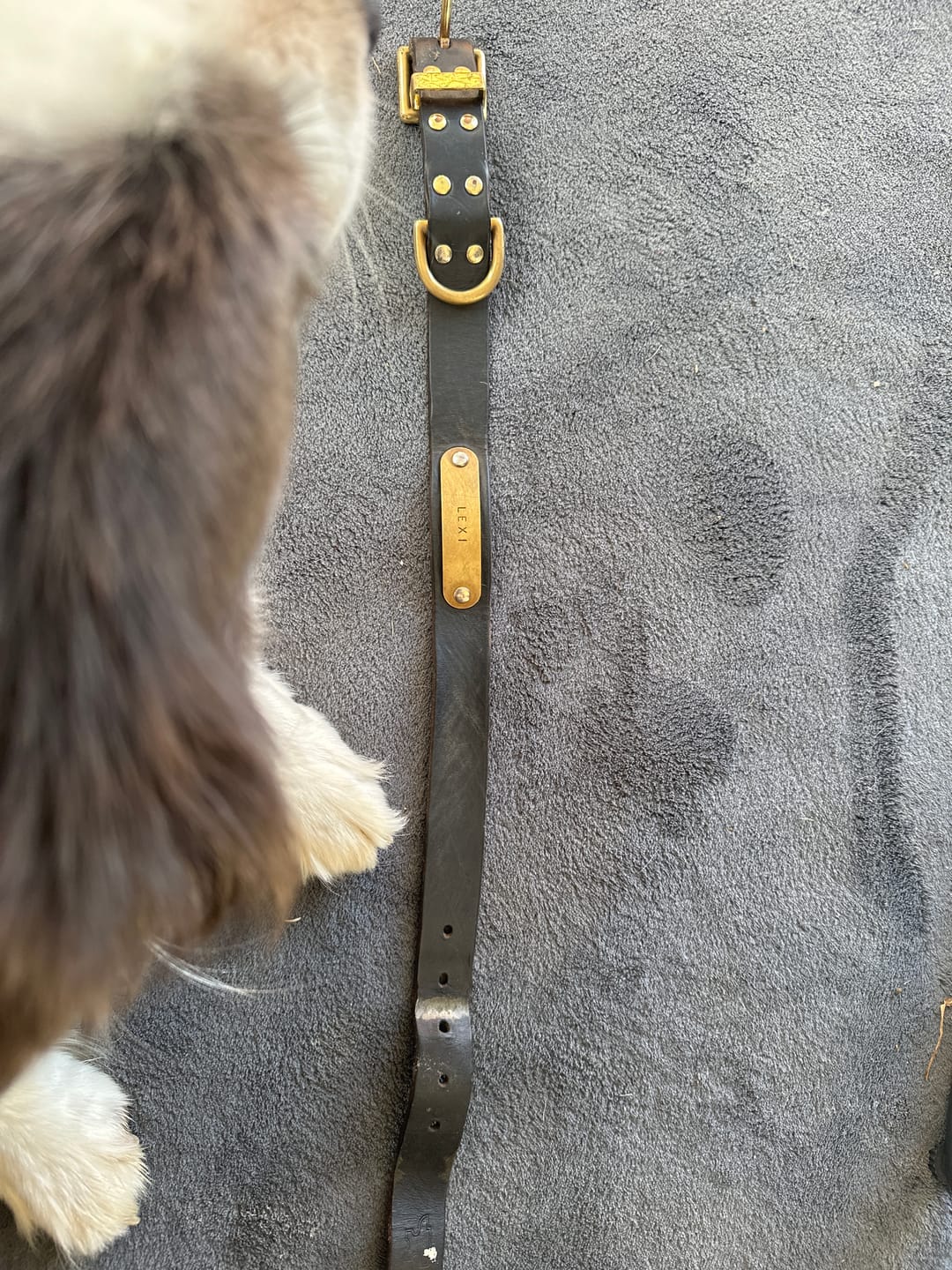 Customer photo review of Classic Buckle Leather Dog Collar - Custom Sized