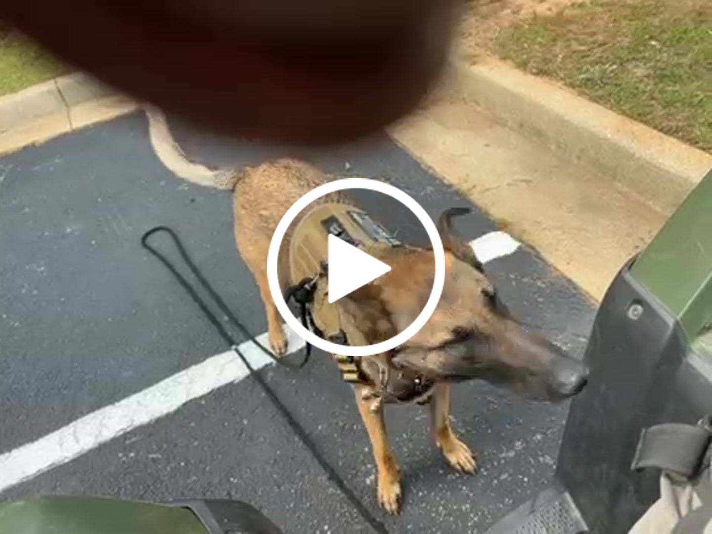 Customer video review of Metal-Buckle Tactical K9 Dog Collar With Hook & Loop Panel & Top Handle