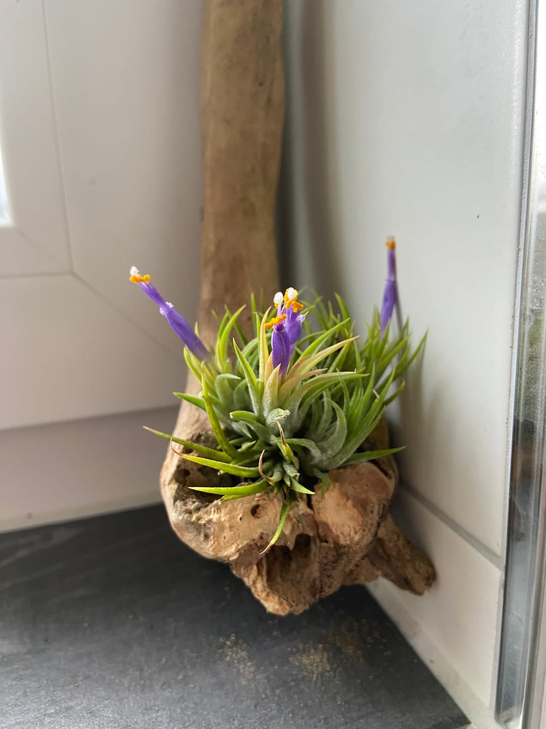 Customer photo review of Tillandsia ionantha 'mexico' - PULK