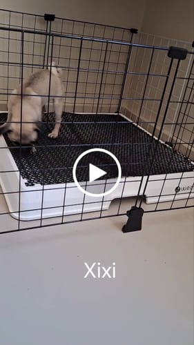 Customer video review of Weasy Cão