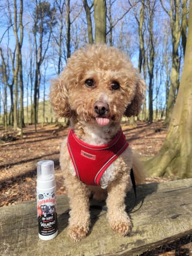 Customer photo review of Flea & Tick No Rinse Shampoo for Dogs & Cats