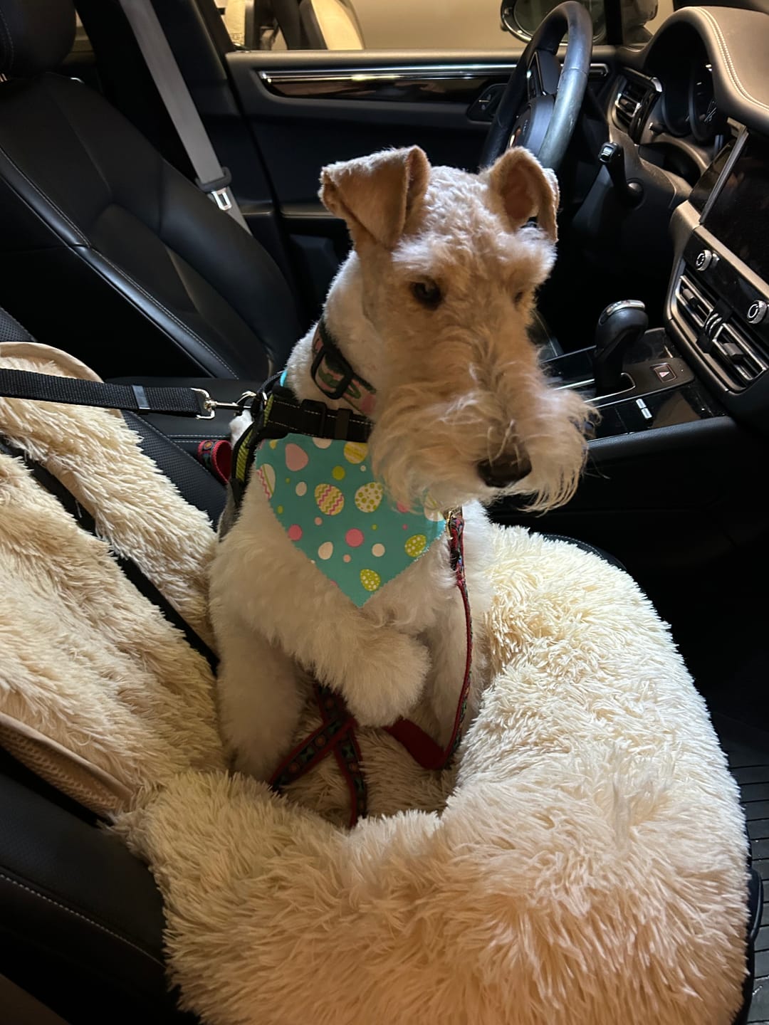 Customer photo review of 2 Pack Headrest Car Dog Safety Seatbelt
