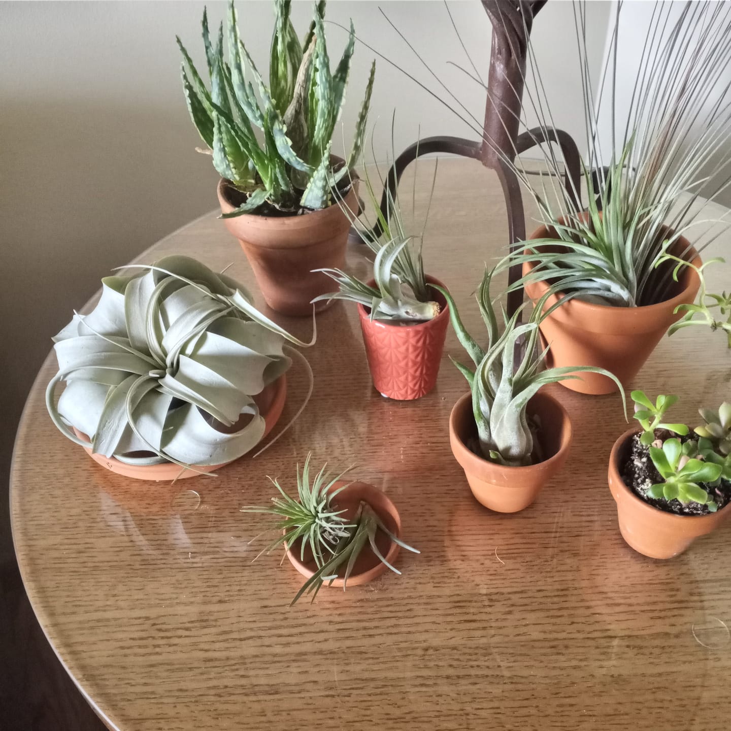 Customer photo review of Xerographica Thick Leaf Form  *Cannot Be Shipped Internationally*