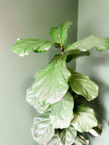 Customer photo review of Fungus Gnat Death Drops