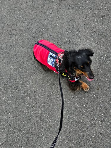 Customer photo review of FunFunPet 高機能ハーネス（お名前タグ作成サービス付き）