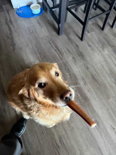 Customer photo review of 12 Inch Monster Bully Stick