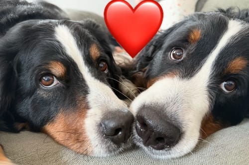 Customer photo review of BIO Backfreude Sauerteig-Kit: Anstellgut & Knusperrezepte (150g)