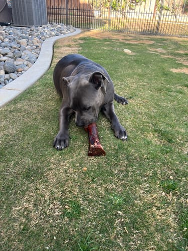 Customer photo review of Smoked Beef Marrow Bone