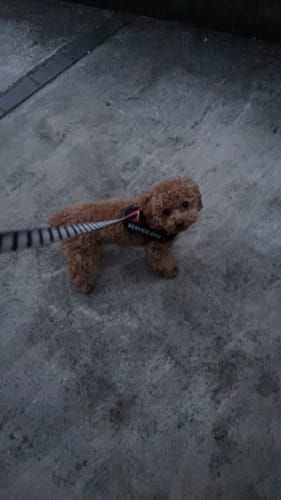 Customer photo review of FunFunPet 高機能ハーネス（お名前タグ作成サービス付き）