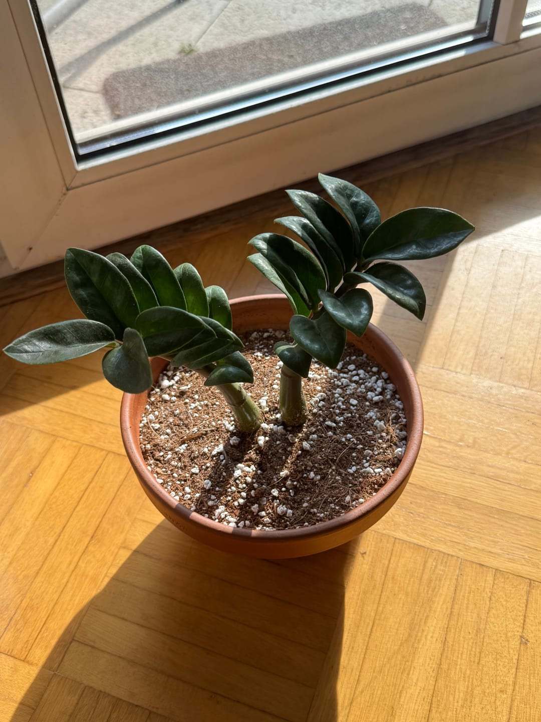Customer photo review of ZAMIOCULCAS ZENZI