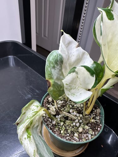 Customer photo review of Pothos Epipremnum aureum 'Manjula'
