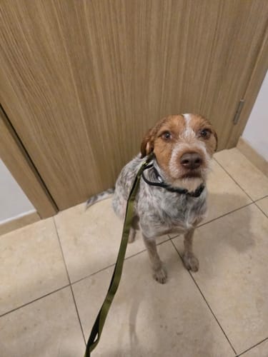 Customer photo review of Ladder Combat® Multiple Handles Lead - Olive Green