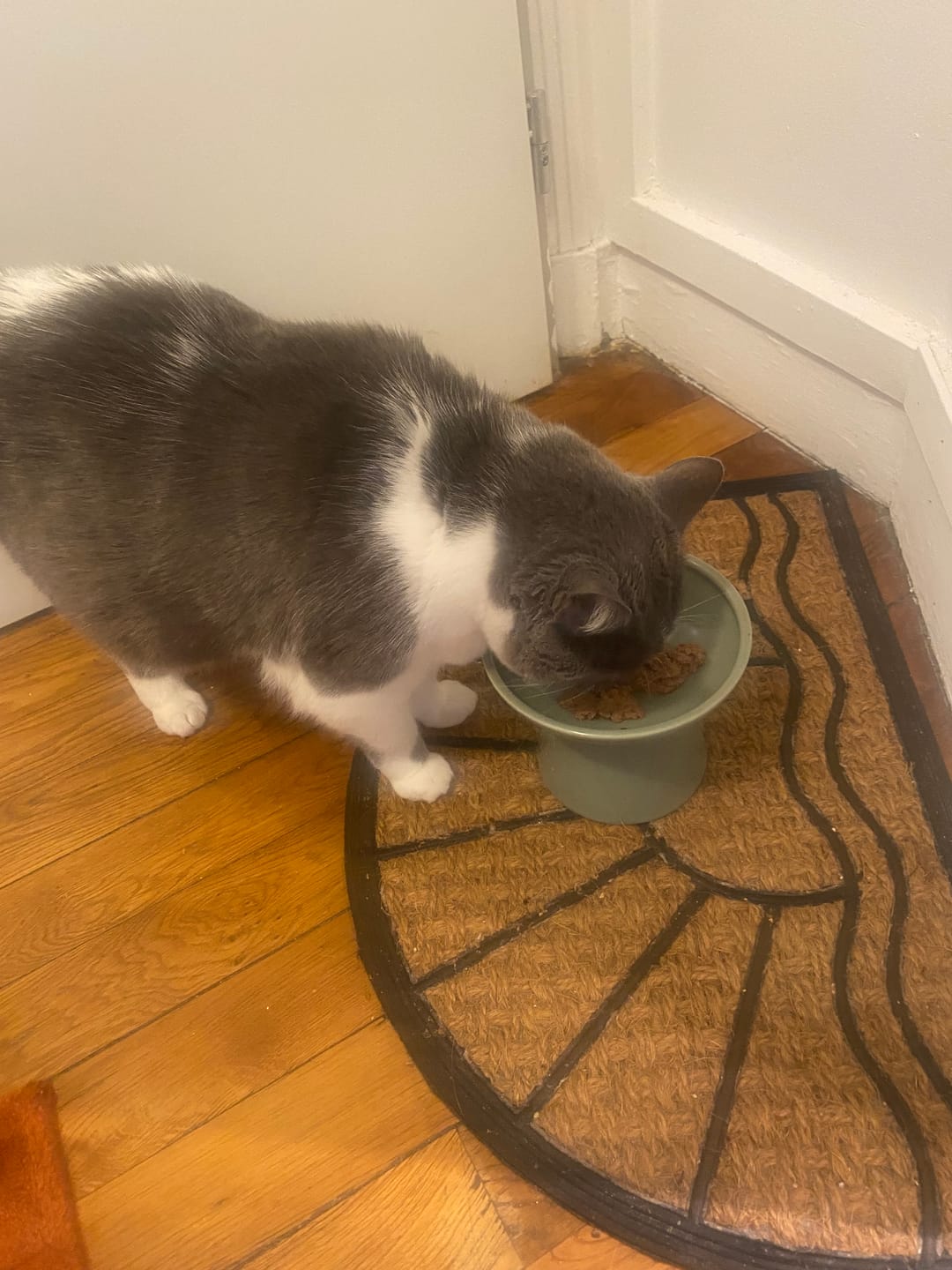 Customer photo review of Terrine [BIO] au poulet et aux petits pois carottes (chat adulte)