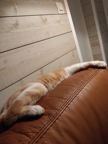 Avis photo d'un client sur Croquettes Chat Stérilisé Sans Céréales - Saumon