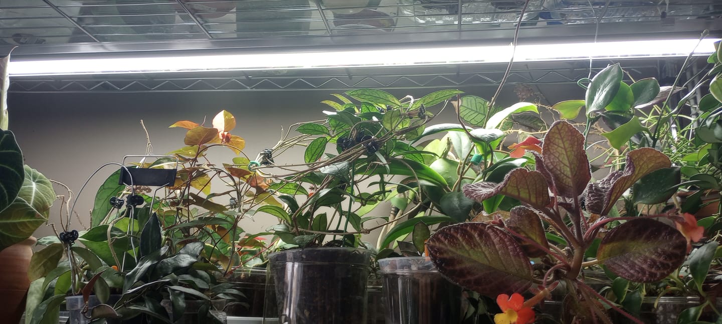 Customer photo review of Sunblaster Replacement Lamp