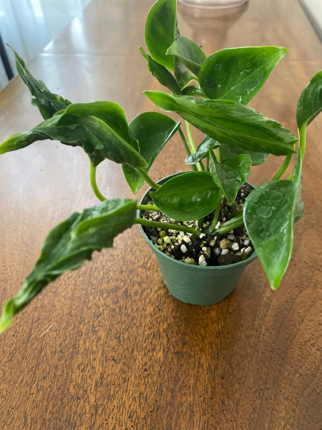 Customer photo review of Pothos Epipremnum aureum 'Shangri Ooh La La'
