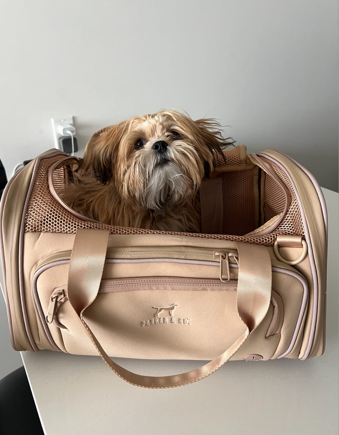 Customer photo review of Airline Approved Travel Pet Carrier