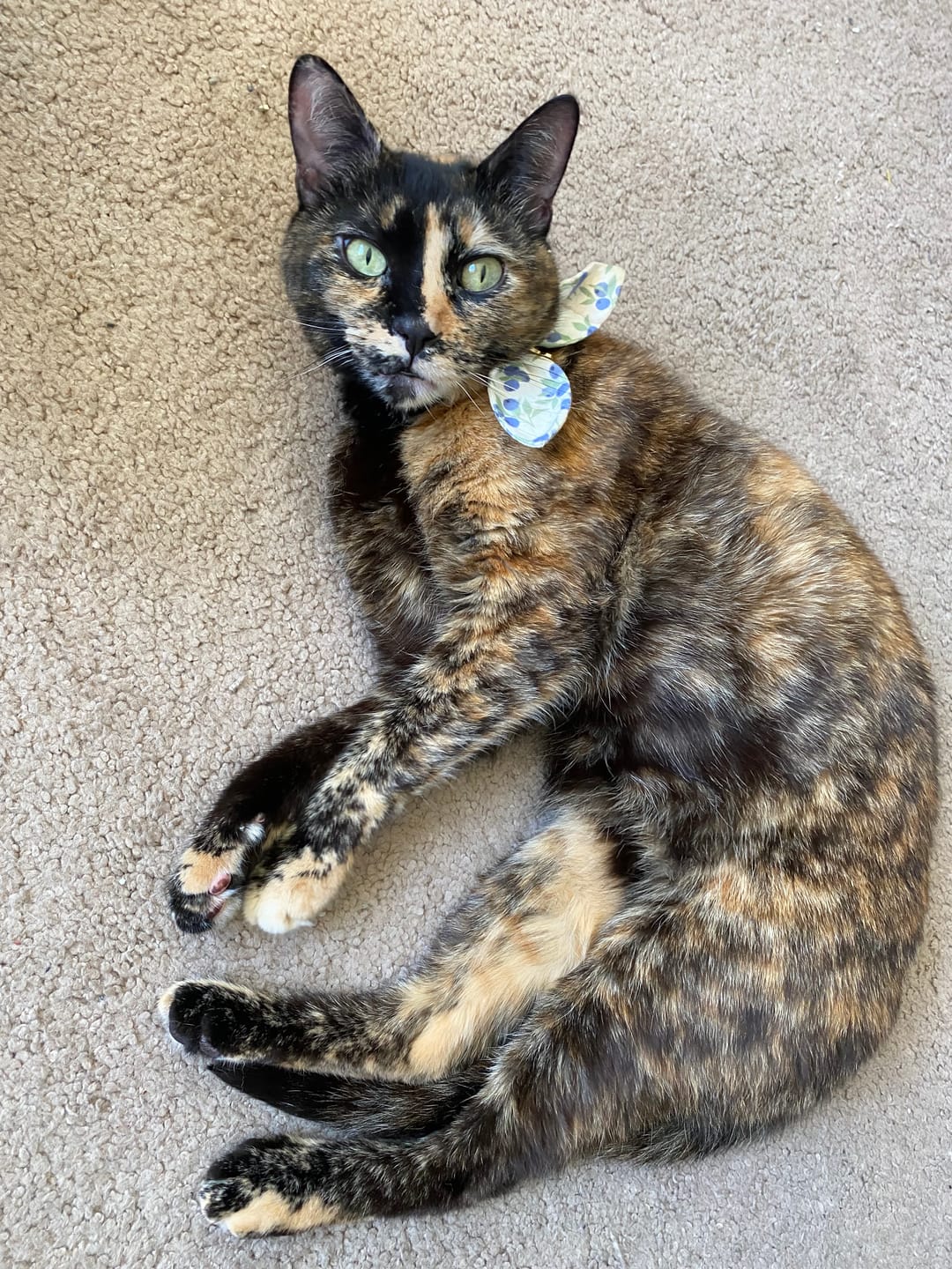 Customer photo review of Blueberry Cat Collar with Charm