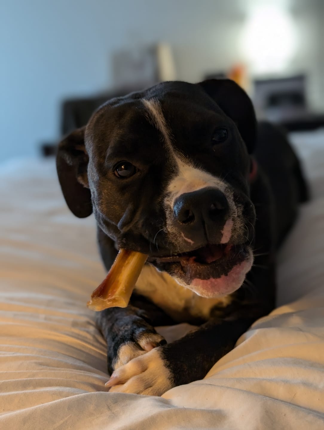 Customer photo review of 12 Inch Monster Braided Bully Stick
