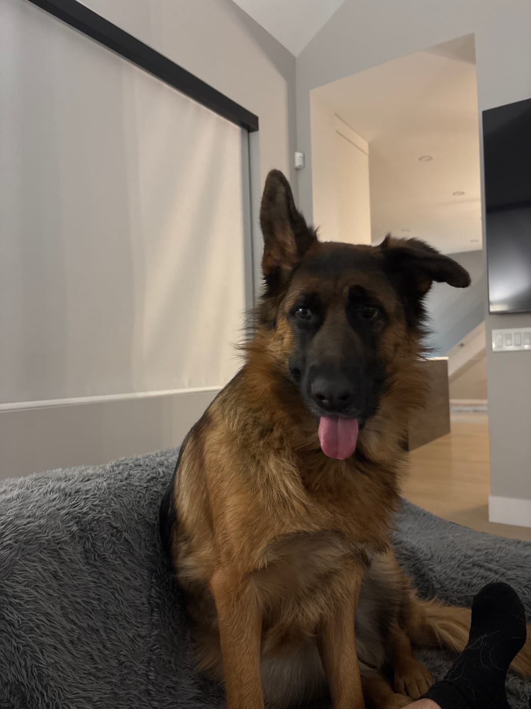Customer photo review of 5-6 Inch Marrow Bone