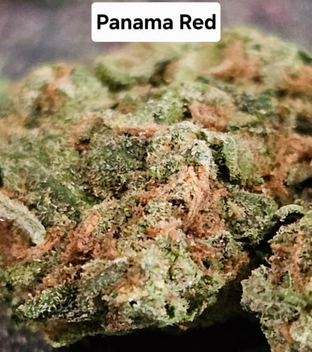 Customer photo review of Gold Spectrum THCA Flower (Top) - Panama Red