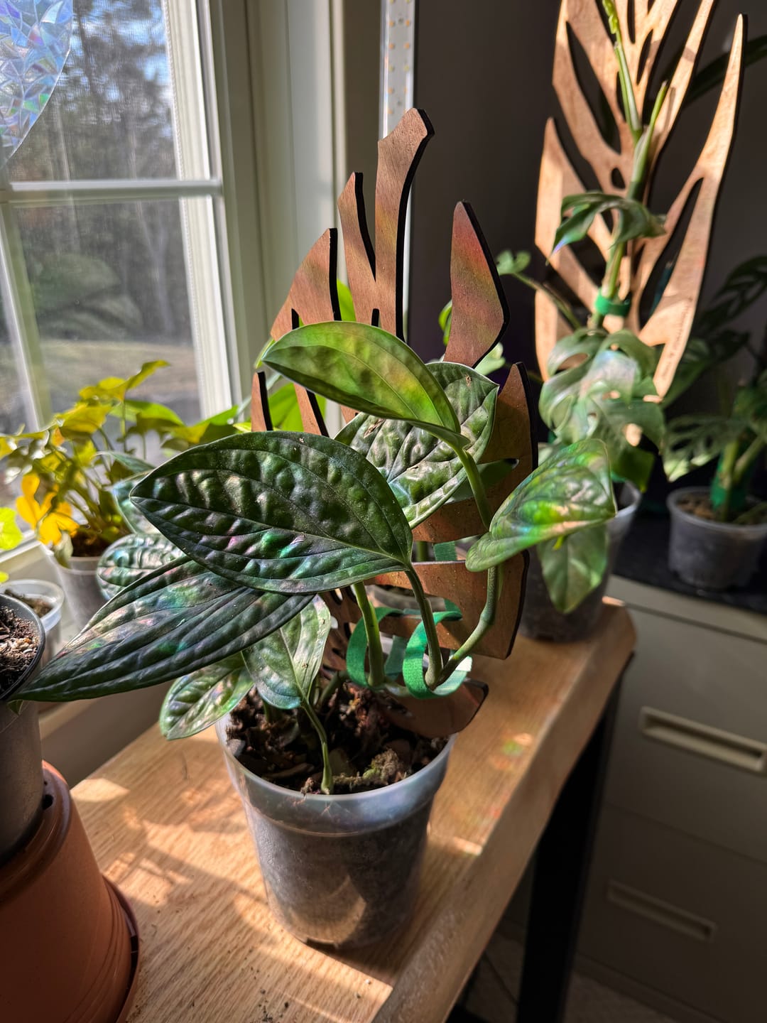 Customer photo review of BARE™ Monstrella™ - Customizable wooden plant support - Inspired by the Monstera leaf