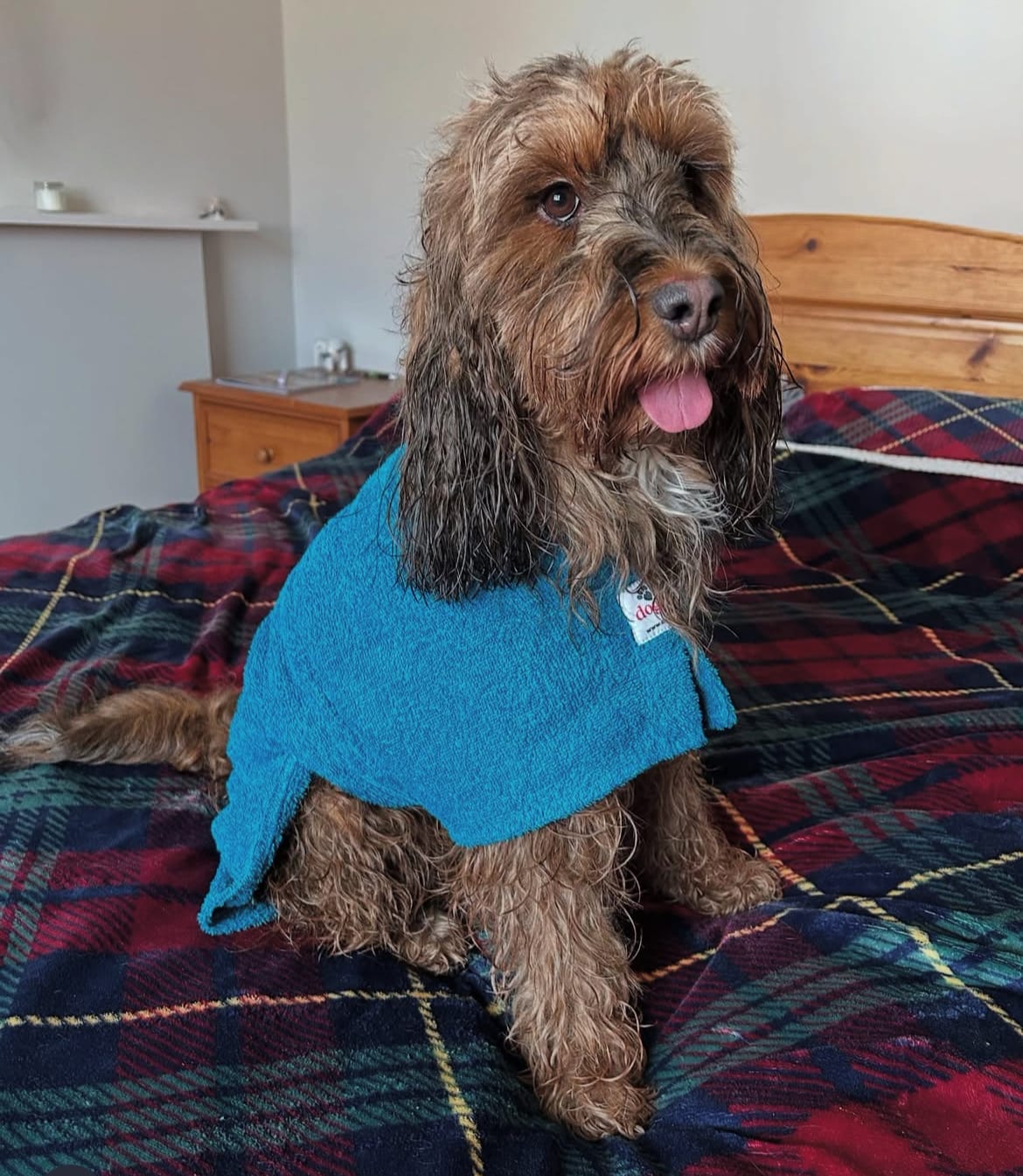 Customer photo review of Dogrobe Original