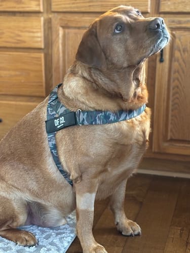 Customer photo review of Dog Harness - Green Camo