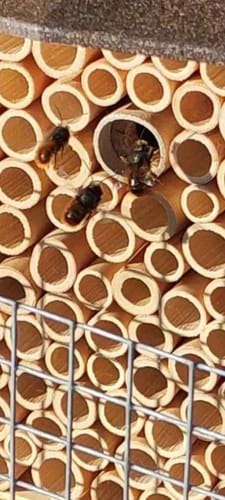 Customer photo review of Startpopulation - Rostrote Mauerbiene