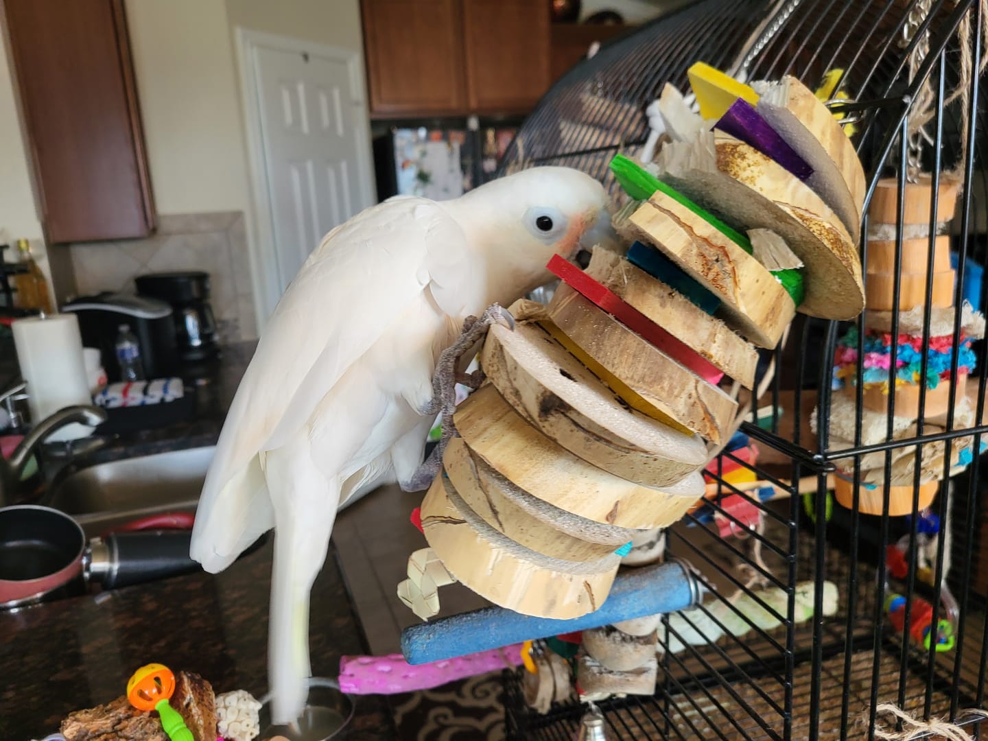 Customer photo review of Big Boy Yucca Toy - Giant Yucca Slices and Pine Wood Bird Toy