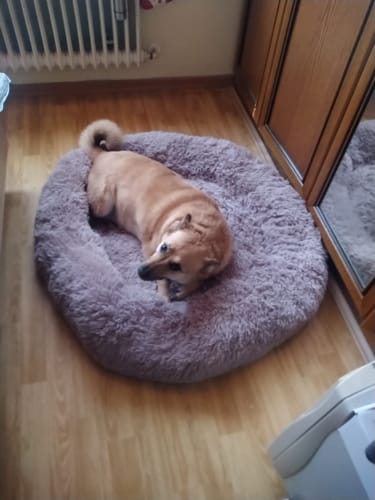 Customer photo review of Puppery Hundebett Wolke 7 - Das Original