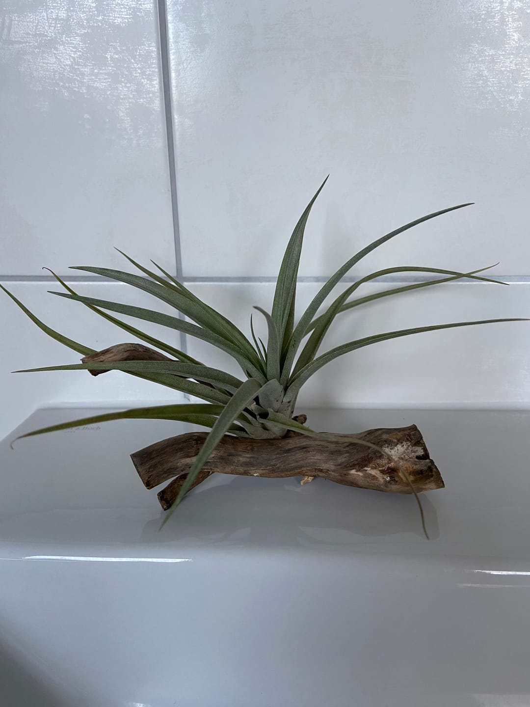 Customer photo review of Tillandsia capitata var. peach