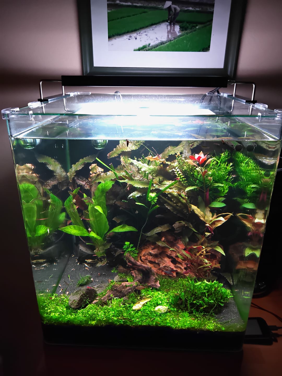 Customer photo review of Chihiros WRGB II Pro LED Light