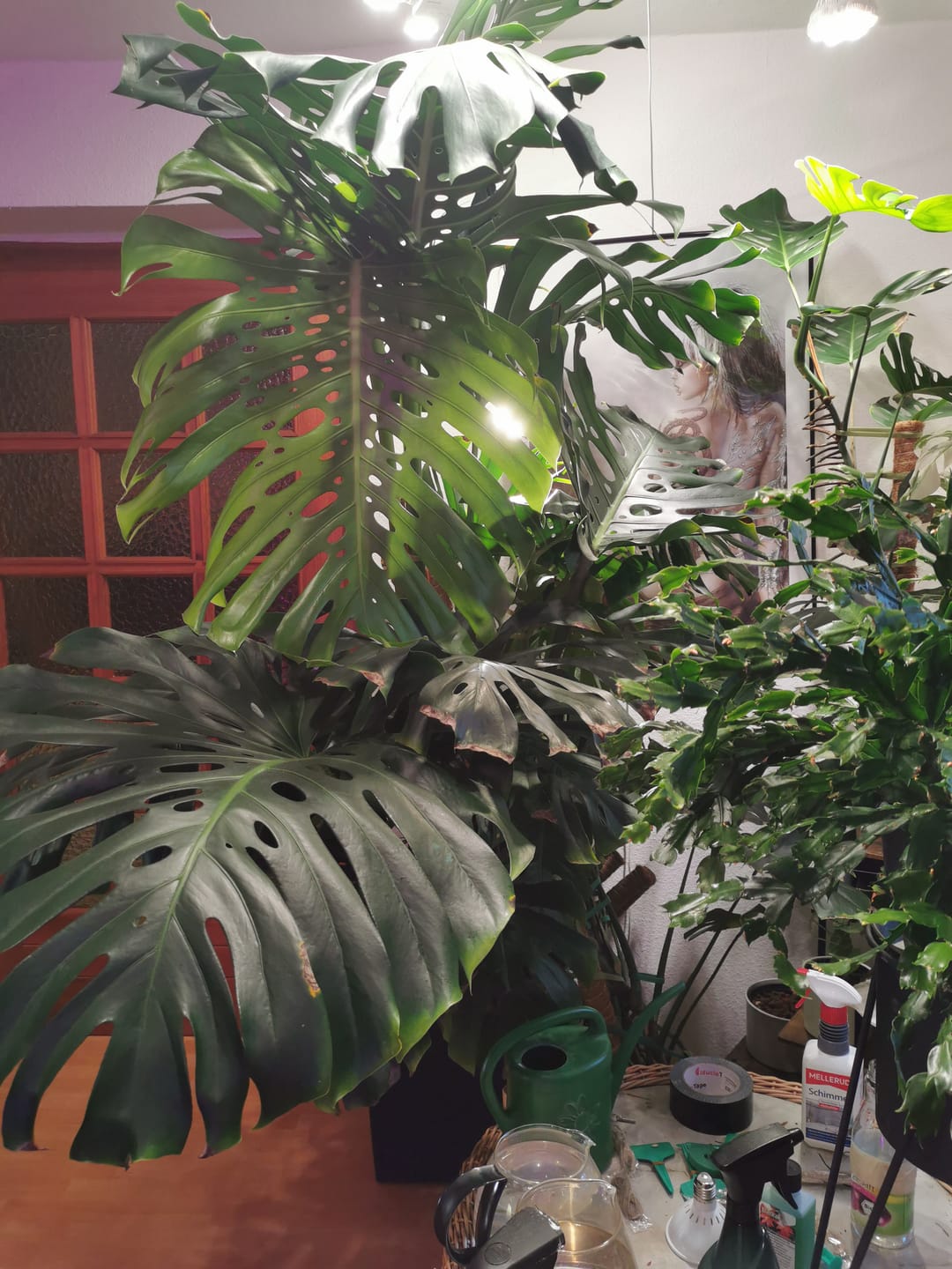 Customer photo review of HPE - Hesi Houseplant Elixir