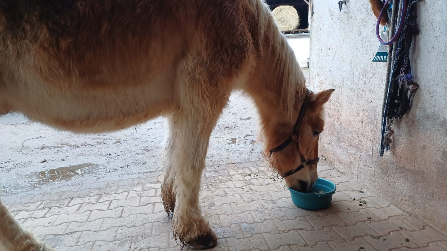 Customer photo review of PFERDESTARK Bio Hanf Karotte & Rote Beete Mash Pferdefutter getreidefrei 3kg