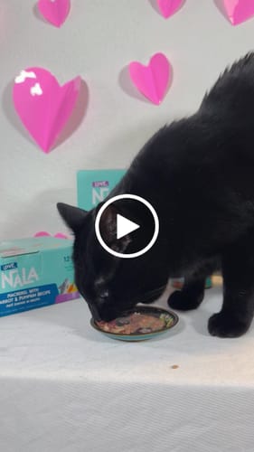 Customer video review of 24 cans of Flaked Chicken and Fish Variety Pack, 2.8-oz