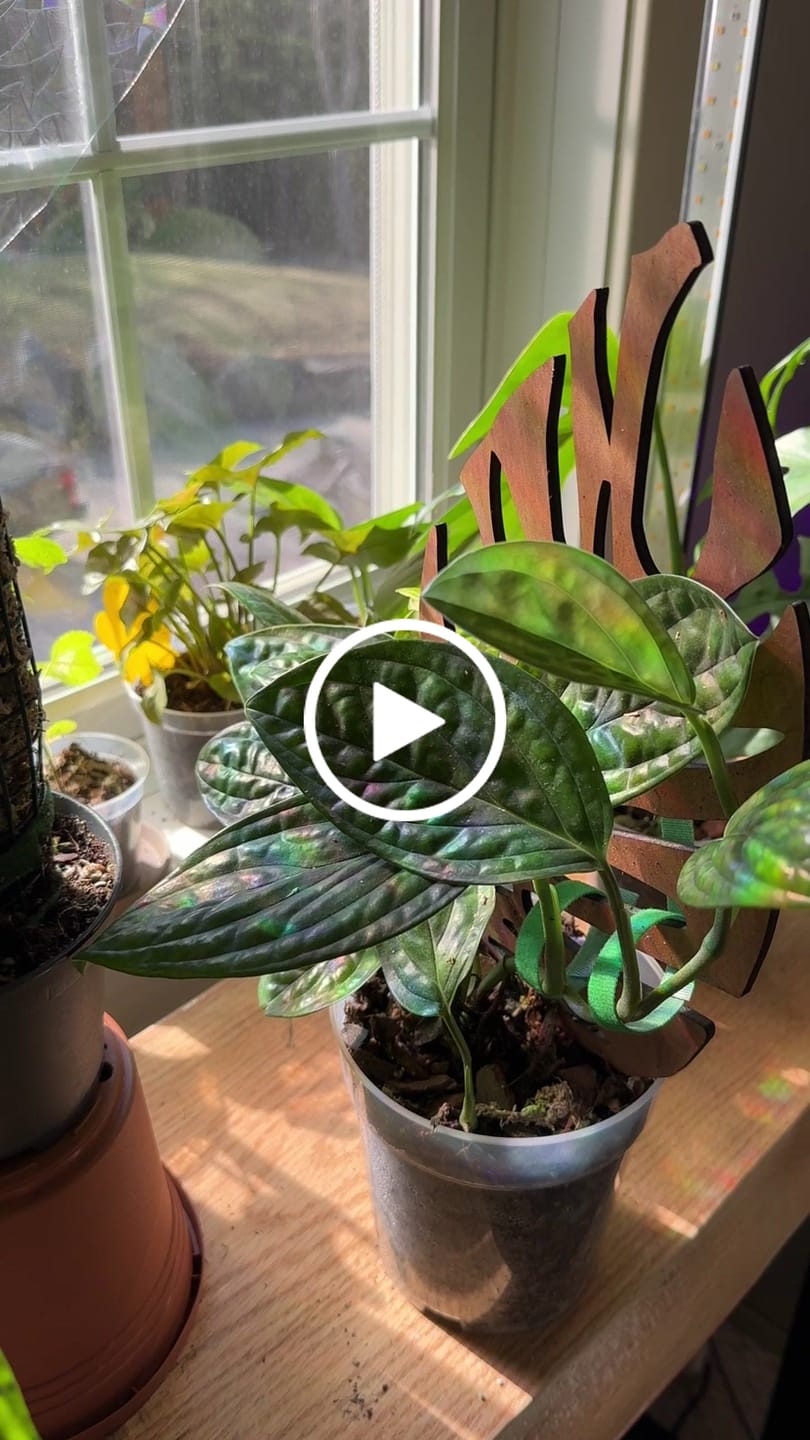 Customer video review of BARE™ Monstrella™ - Customizable wooden plant support - Inspired by the Monstera leaf