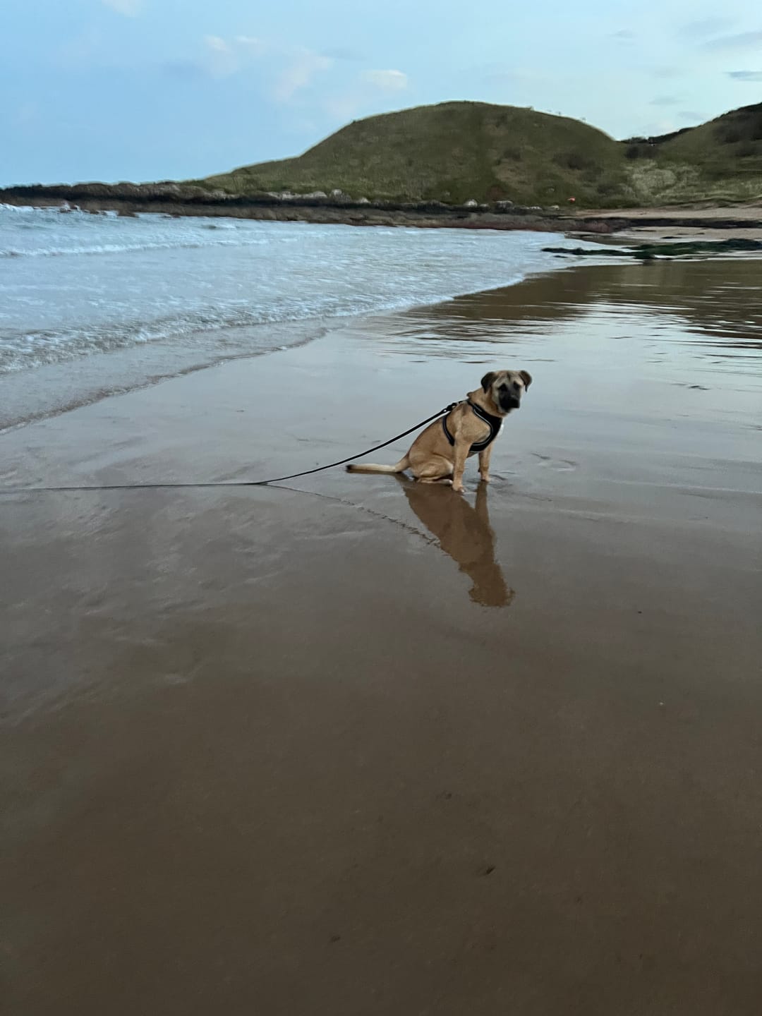 Customer photo review of 10m Recall Billowthane® Lead | Waterproof - Matte Black