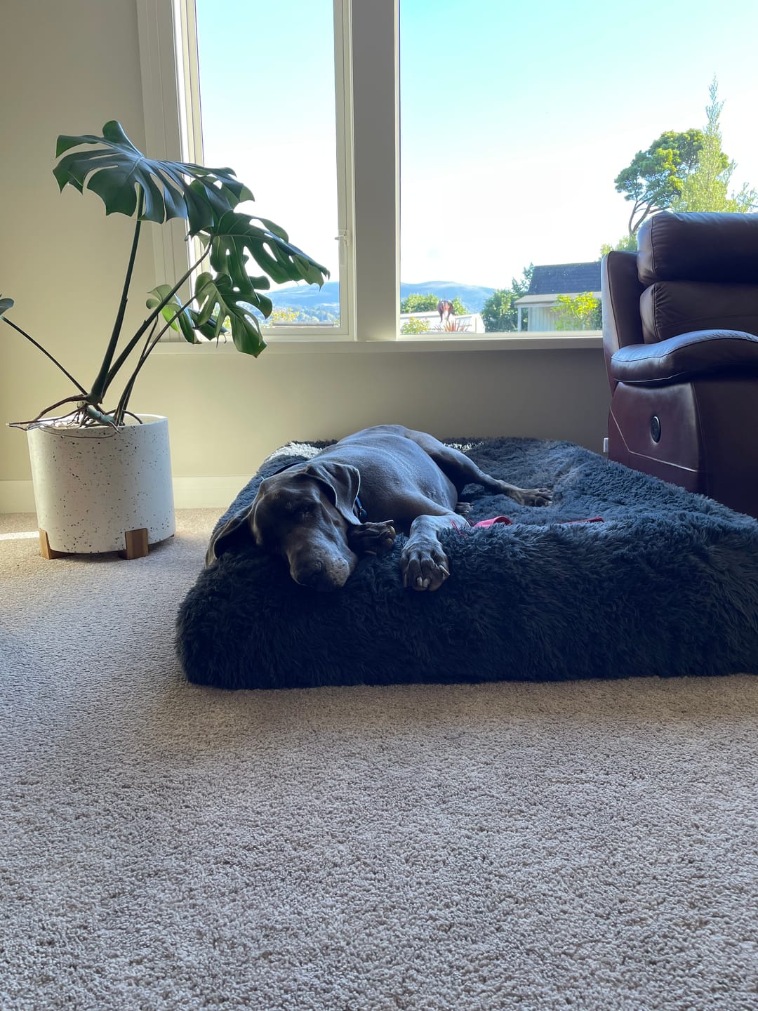 Customer photo review of Calming Cover