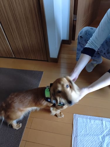 Customer photo review of FunFunPet 高機能ハーネス（お名前タグ作成サービス付き）