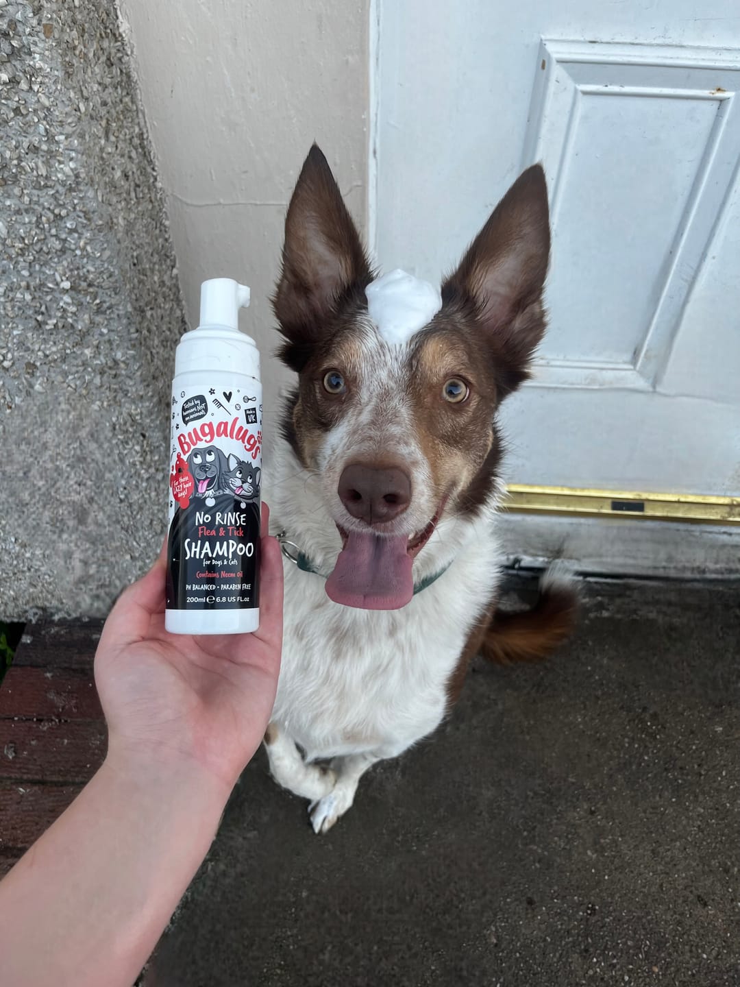 Customer photo review of Flea & Tick No Rinse Shampoo for Dogs & Cats