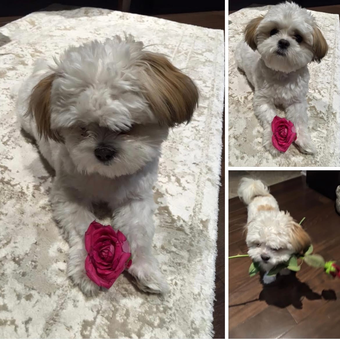 Customer photo review of Vrac Rosy & Budd JT - Os Tartar de boeuf pour chien