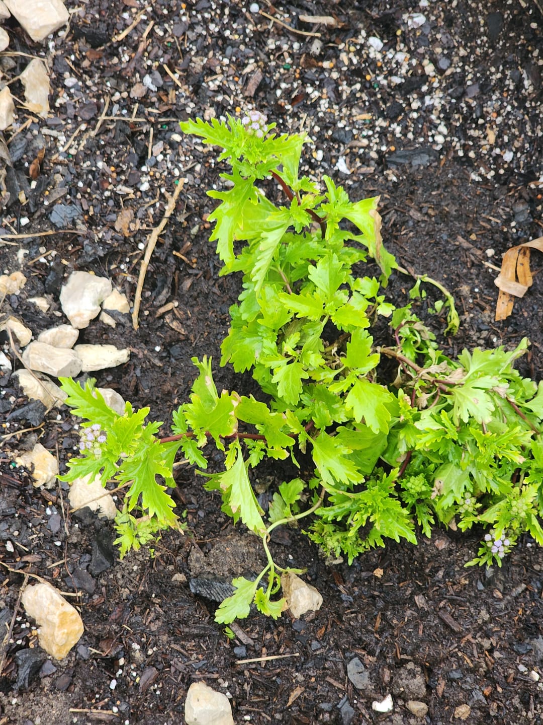 Customer photo review of Gregg's Mistflower