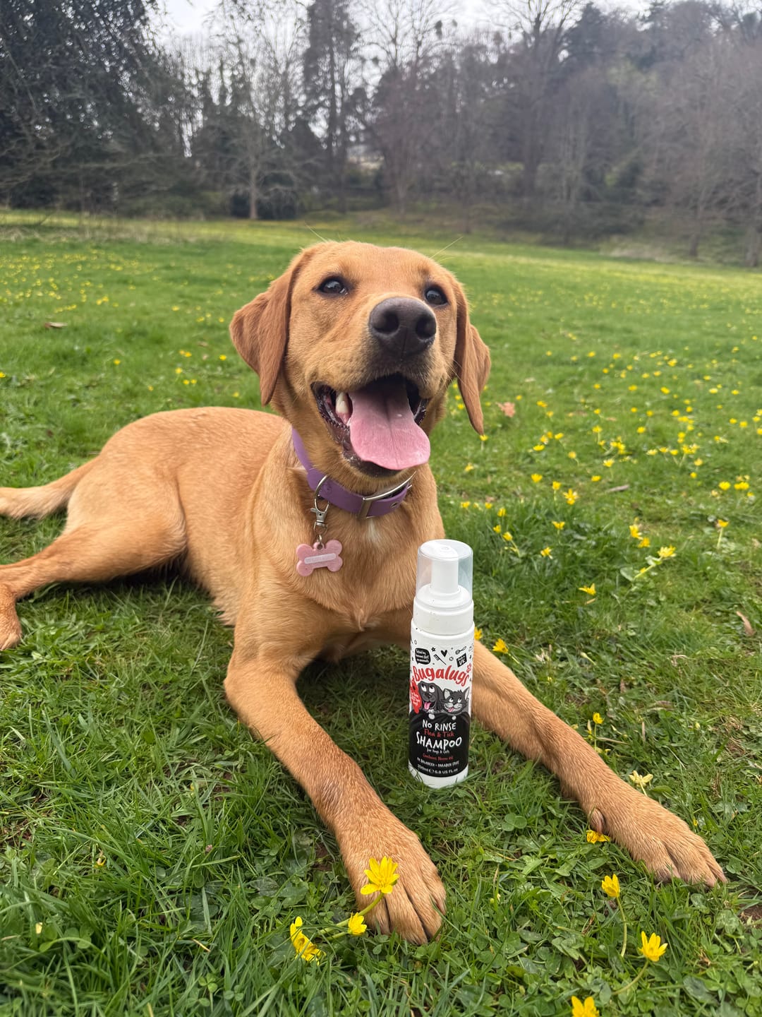 Customer photo review of Flea & Tick No Rinse Shampoo for Dogs & Cats